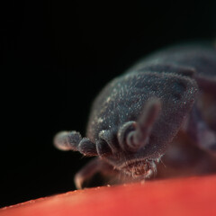 Close-up of a woodlouse, macro