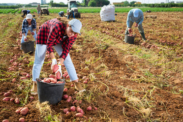 Young woman professional farmer harvesting and puts potato in box at a farm field