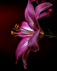 USA, Colorado, Fort Collins. Amaryllis flower close-up.