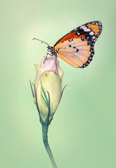 Macro shots, Beautiful nature scene. Closeup beautiful butterfly sitting on the flower in a summer garden.

