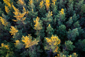 Drone aerial shot of green pine forests and spring birch groves with beautiful texture of golden treetops. Sunrise in springtime. Sun rays breaking through trees in mountains in golden time