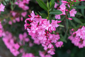 Blooming pink oleander flowers or nerium in summer. Selective focus. Copy space. Blossom spring,...