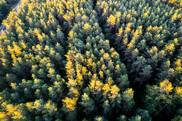 Drone aerial shot of green pine forests and spring birch groves with beautiful texture of golden treetops. Sunrise in springtime. Sun rays breaking through trees in mountains in golden time