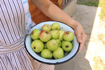Woman farmer with freshly picked green apples in a blue enamel basin. The concept of agriculture and gardening. Autumn fresh harvest. Apple orchard. Apples for jam and pies. The gardener holds fruits