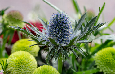 Green red and blue flowers