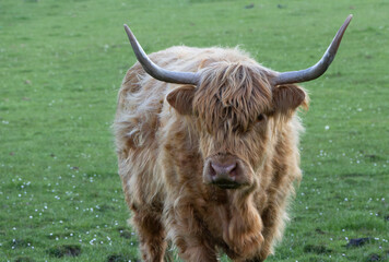 Highland cow in a green field