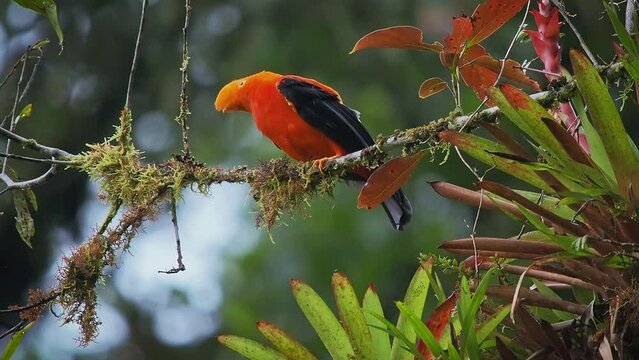 Andean cock-of-the-rock (Rupicola peruvianus), also tunki (Quechua), large passerine bird of the cotinga family native to Andean cloud forests in South America, national bird of Peru, flying away.