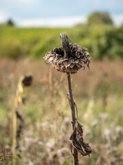 Verwelkte Sonnenblumen auf dem Feld