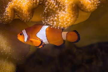 Closeup shot of orange clownfish swimming near coral - obrazy, fototapety, plakaty