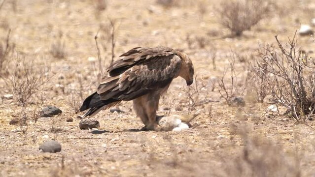 Tawny Eagle - Aquila rapax large bird of prey family Accipitridae, subfamily Aquilinae - booted eagles, African continent and Indian subcontinent, jerking and eating hunted african hare on the ground.
