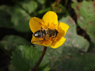Common drone fly (Eristalis tenax) female sitting on a yellow marsh marigold flower