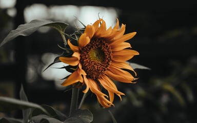 Blooming sunflower on a moody dark background