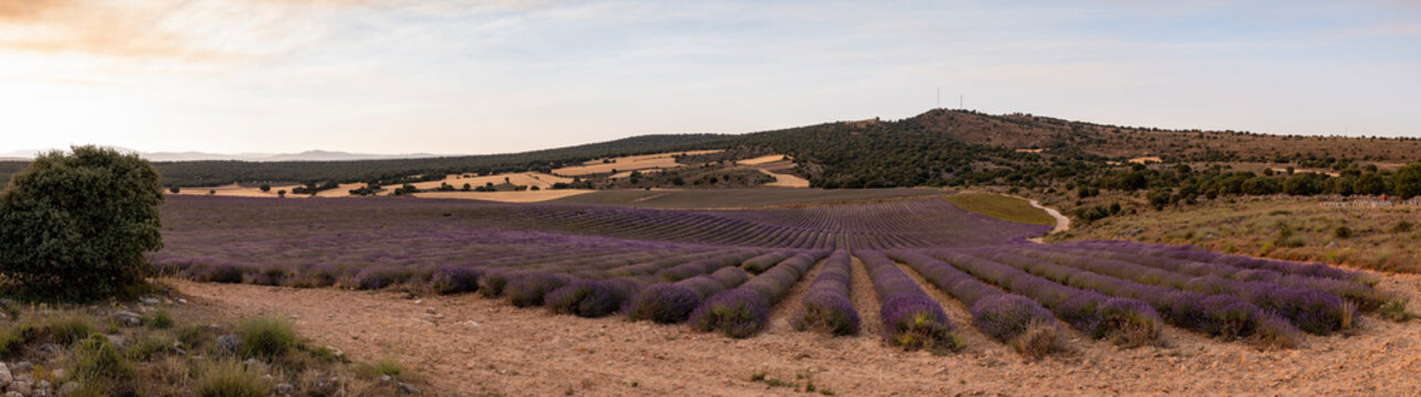 Lavender flower field in Brihuega Spain