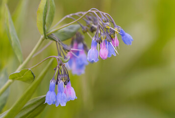 USA, Colorado, Gunnison National Forest. Tall chiming bells flowers close-up.