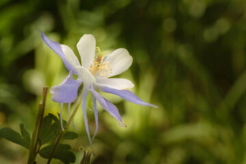 USA, Colorado. Blue columbine flowers close-up.