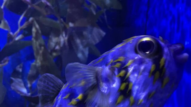 Fugu fish close-up. Fugu swimming in an aquarium close-up