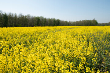 Obraz premium bright yellow field of blooming rapeseed sunny spring day, natural background