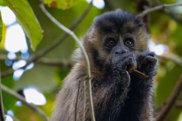 white tailed macaque