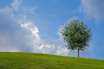 Fototapeta na wymiar Green tree on grass hill with bright and clear sky background