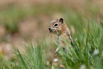 Naklejka na ściany i meble USA, Colorado, Gunnison National Forest. Golden-mantled ground squirrel gathering grass for its winter nest.