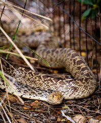 Snake in the tall grass