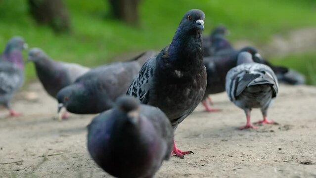 Hungry gray pigeons are fighting for bread crumbs in park by lake.