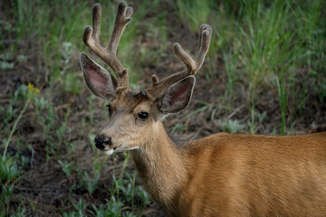 Naklejka na ściany i meble USA, Colorado, Woodland Park. Mule deer buck with velvet antlers.