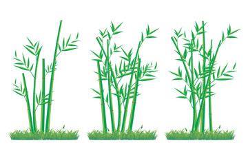 Vector bamboo tree. Illustration of a bamboo tree on a white background. isolated bamboo tree