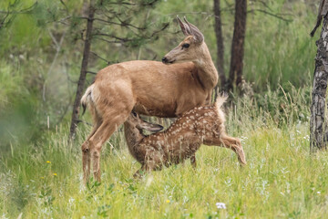 USA, Colorado, Pike National Forest. Mule deer fawn nursing its mother.