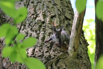 A brown and white squirrel is hiding in a tree. Soft focus.