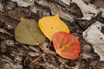 USA, Colorado, Uncompahgre National Forest. Wet aspen leaves on log.