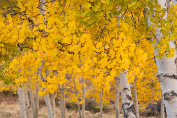 Naklejka na ściany i meble USA, Colorado, Uncompahgre National Forest. Close-up of aspen leaves in autumn.