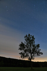 Fototapeta na wymiar Nachthimmel Baum