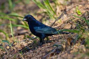 blackbird on the ground