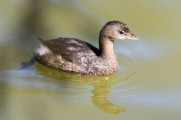 duck on the water