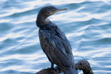 cormorant on a rock