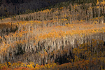 USA, Colorado, White River National Forest. Aspen forest in autumn.
