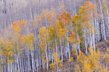 USA, Colorado, Gunnison National Forest. Aspen trees at the end of autumn.