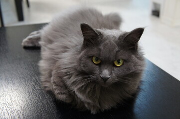 もふもふマンチカン