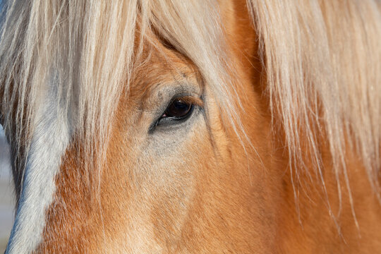 USA, Colorado, Westcliffe. Music Meadows Ranch. Draft breed, horse head detail. (PR)