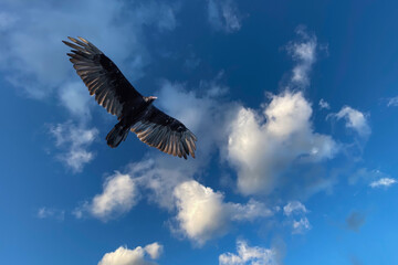 Turkey Vulture soars high in the blue sky
