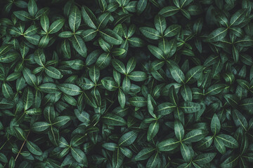 Naklejka na ściany i meble Dark green plants moody background, texture of Vinca minor, periwinkle, Myrtle for nature background