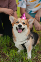 happy corgi dog wearing pink party hat at dogs birthday party celebration. Welsh corgi cardigan purebred, tongue out.	