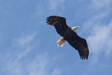 Bald Eagle in Alaska