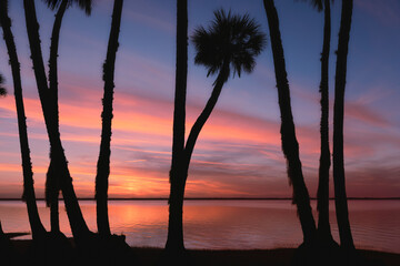 Sable palm tree silhouetted along shoreline of Harney Lake at sunset, Florida