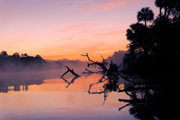 Predawn view of mist and fallen trees reflecting on blackwater area of St. Johns River, central Florida.