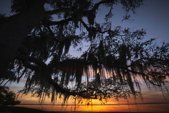 Oak tree and Spanish moss silhouetted at sunset on Harney Lake at sunset, Florida