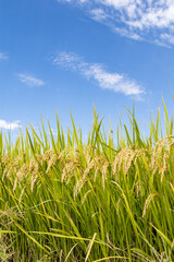 爽やかな秋空と収穫を待つ稲穂