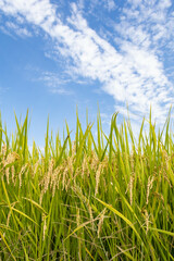 爽やかな秋空と収穫を待つ稲穂