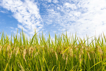 爽やかな秋空と収穫を待つ稲穂